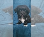 Small Photo #7 Morkie Puppy For Sale in HOLLAND, MI, USA