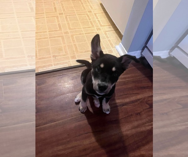 Medium Photo #4 Gerberian Shepsky Puppy For Sale in Oro Medonte, Ontario, Canada