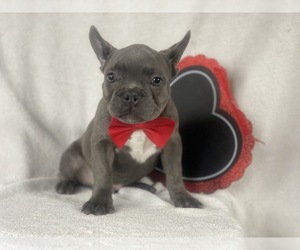 French Bulldog Puppy for sale in CEDAR LANE, PA, USA