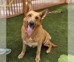 Small German Shepherd Dog Mix