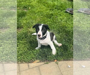 Mutt Dogs for adoption in Oakhurst, NJ, USA