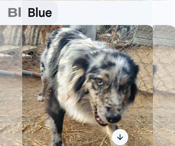 Medium Photo #1 Australian Shepherd Puppy For Sale in Foristell, MO, USA