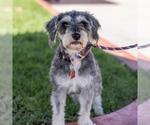 Small #3 Mutt