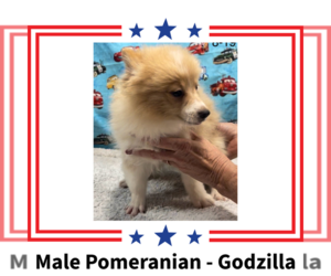 Pomeranian Puppy for sale in AZLE, TX, USA