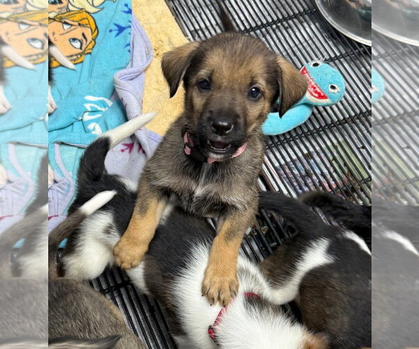 Medium Photo #1 Mutt Puppy For Sale in Gilberts, IL, USA