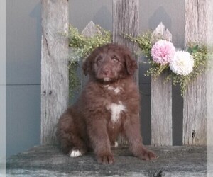 Aussiedoodle Miniature Puppy for sale in FREDERICKSBURG, OH, USA