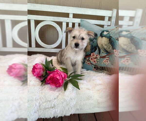 Medium Photo #4 Mutt Puppy For Sale in Oak Bluffs, MA, USA