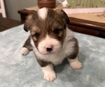 Small #5 American Corgi