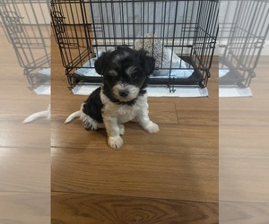 Maltipoo Puppy for sale in MOUNT CLEMENS, MI, USA