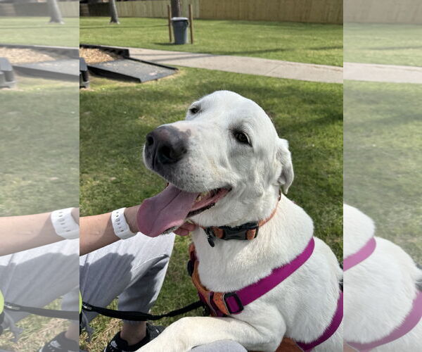 Medium Photo #7 Great Pyrenees-Unknown Mix Puppy For Sale in Houston, TX, USA