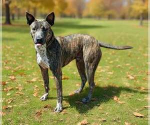 Mutt Dogs for adoption in Talladega, AL, USA