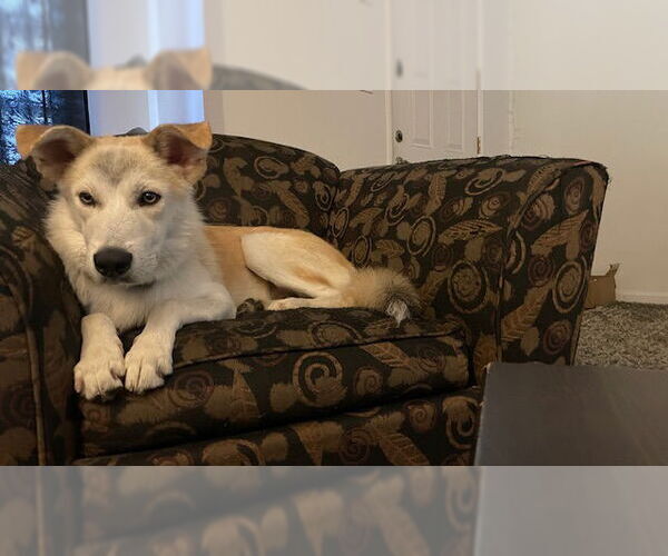 Medium Photo #4 Huskies -Labrador Retriever Mix Puppy For Sale in Los Angeles, CA, USA