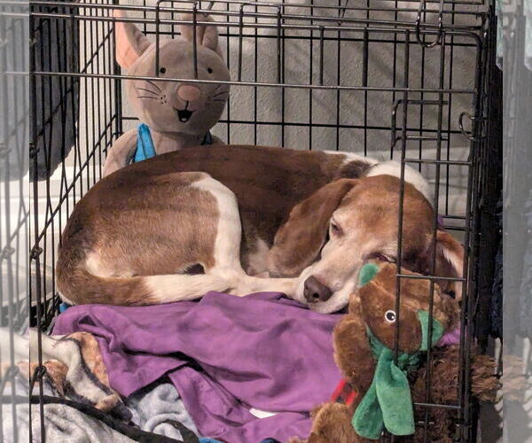 Medium Photo #7 Beagle Puppy For Sale in Dunnellon, FL, USA