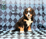 Puppy Sadie Bernese Mountain Dog