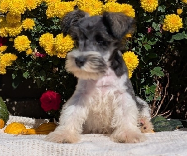 Medium Photo #11 Schnauzer (Miniature) Puppy For Sale in GOSHEN, IN, USA