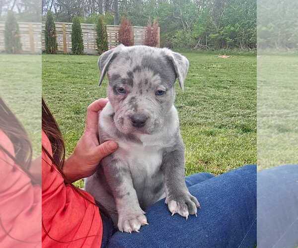 Medium Photo #1 American Bully Puppy For Sale in WEST MILTON, OH, USA
