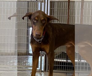 Doberman Pinscher Dogs for adoption in Devine, TX, USA