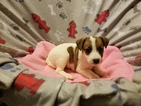 Small Photo #2 Jack Russell Terrier Puppy For Sale in MANSFIELD, TX, USA
