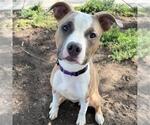 Small #1 American Bulldog