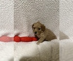 Small #1 Goldendoodle (Miniature)