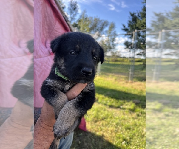 View Ad Photo 16 of Listing German Shepherd Dog