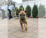 Small #12 Mutt