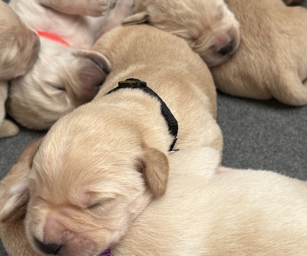 Medium Photo #1 Golden Labrador Puppy For Sale in DECATUR, IN, USA