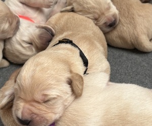 Golden Labrador Litter for sale in DECATUR, IN, USA