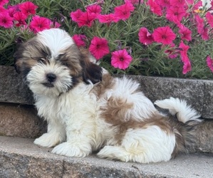 Shih Tzu Puppy for sale in CANOGA, NY, USA