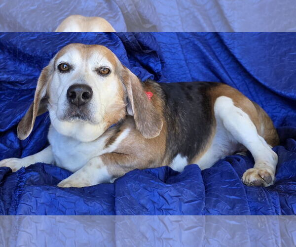 Medium Photo #3 Beagle Puppy For Sale in Cuba, NY, USA