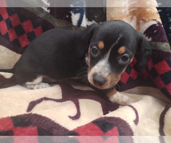 Medium Photo #1 Chiweenie Puppy For Sale in CANTON, GA, USA