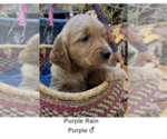 Puppy Purple Rain Golden Irish