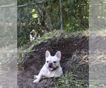 Small Photo #50 French Bulldog Puppy For Sale in TACOMA, WA, USA