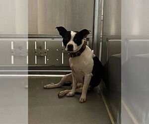 Boston Terrier-Unknown Mix Dogs for adoption in Modesto, CA, USA