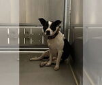 Small Boston Terrier Mix