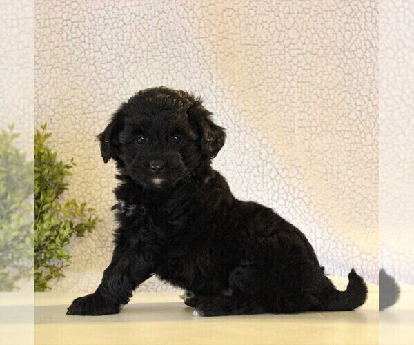 Medium Photo #2 Aussiedoodle Miniature  Puppy For Sale in KINZERS, PA, USA