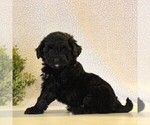 Small Photo #2 Aussiedoodle Miniature  Puppy For Sale in KINZERS, PA, USA