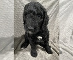 Puppy Fennel Goldendoodle