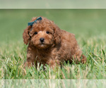 Small #5 Maltipoo (Miniature)