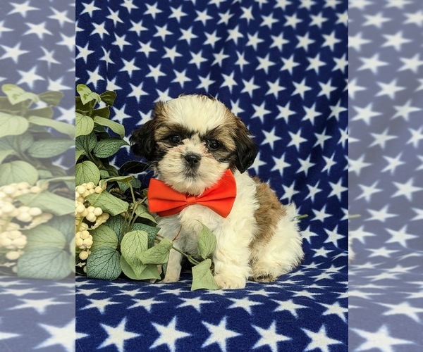 Medium Photo #2 Shih Tzu Puppy For Sale in KIRKWOOD, PA, USA