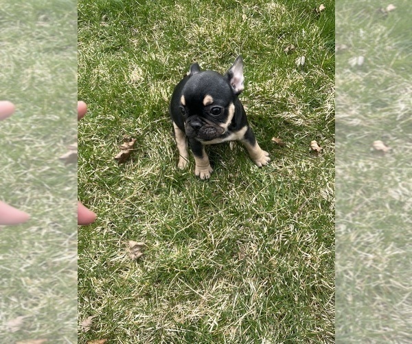 Medium Photo #16 French Bulldog Puppy For Sale in OSWEGO, IL, USA