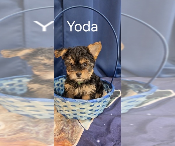 Medium Photo #19 Yorkshire Terrier Puppy For Sale in HUNTSVILLE, AL, USA