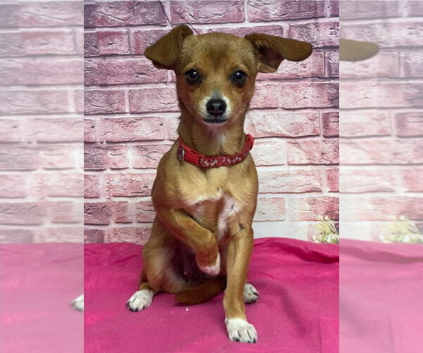 Medium Photo #1 Chihuahua Puppy For Sale in Lakewood, CO, USA