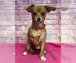 Chihuahua Dogs for adoption in Lakewood, CO, USA