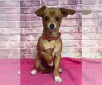 Small Chihuahua