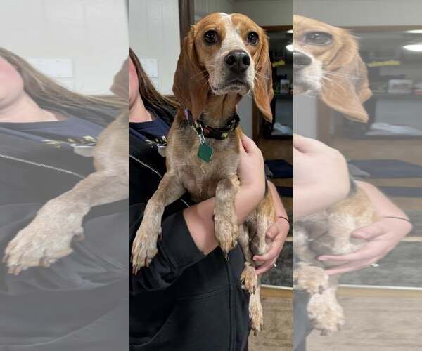 Medium Photo #3 Beagle-Unknown Mix Puppy For Sale in Clarkston, MI, USA