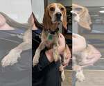 Small #2 Beagle Mix