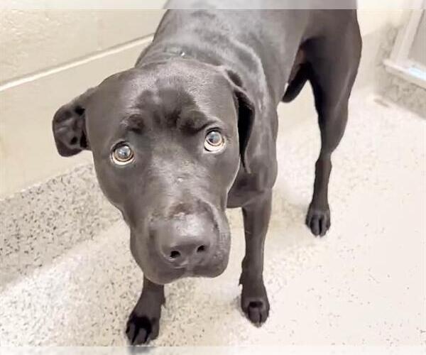 Medium Photo #3 Labrador Retriever-Unknown Mix Puppy For Sale in Houston, TX, USA