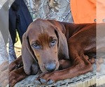 Small #2 Redbone Coonhound
