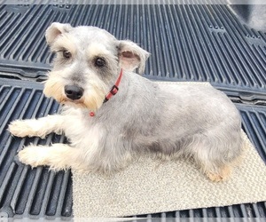 Mother of the Schnauzer (Miniature) puppies born on 06/06/2025